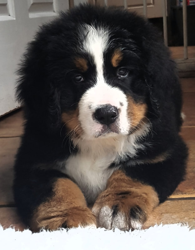 [5+] 6 Months Old High Quality Bernese Mountain Dogs Dog